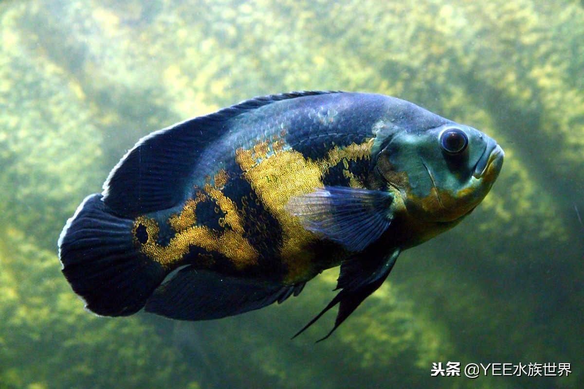 大缸养几条鱼最合适,一个缸养几条鱼最好