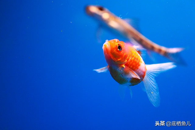 鱼眩晕怎么办呢,鱼腰偏头痛