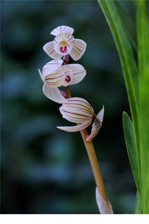 属于国兰的兰花是什么品种,兰花中最名贵兰的品种有哪些