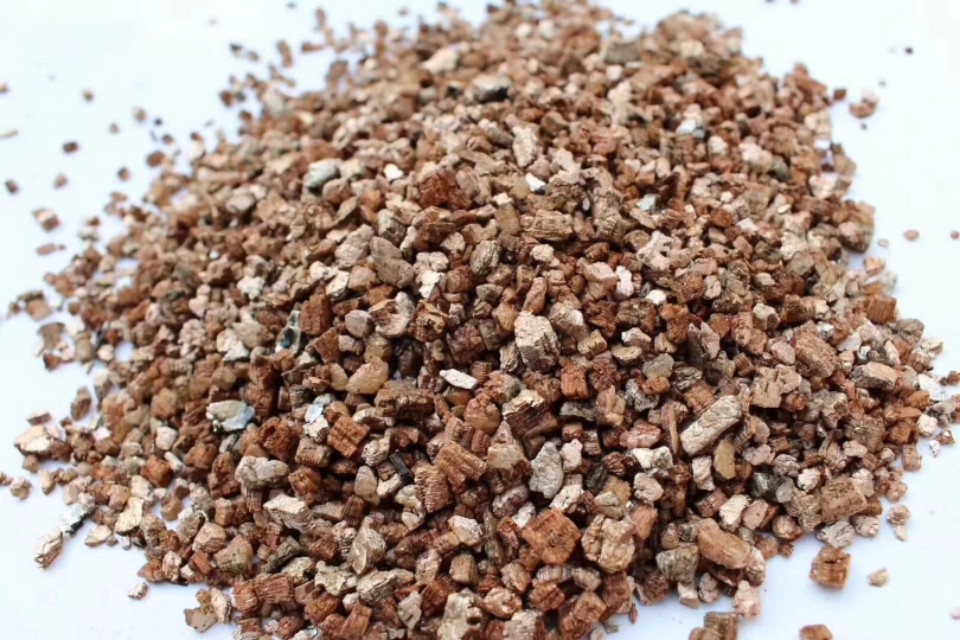 多肉植物能不能晒太阳和浇水,多肉植物太阳不直晒颜色就长不好