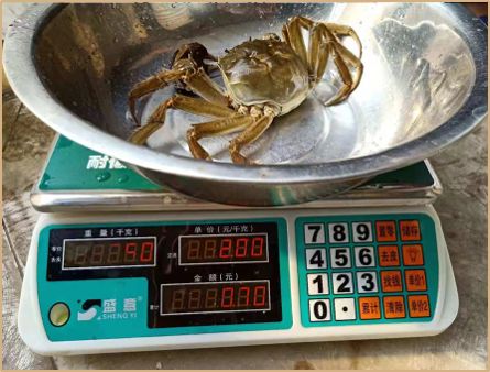 给阳澄湖大闸蟹“贴牌”的神秘小镇，夏天养螃蟹，冬天戴金链买房