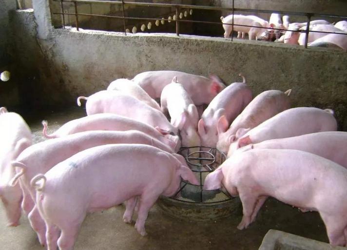 养殖兽药购买技巧和方法,在网上购买低价兽药靠不靠谱