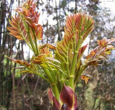 这种植物看似丑陋，很多人不在意，到国外却成珍贵食物，你见过吗