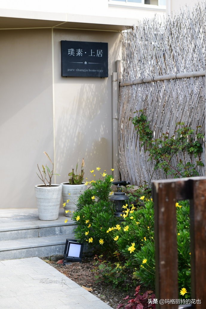上海洋水仙,上海璞素上居民宿抖音团购
