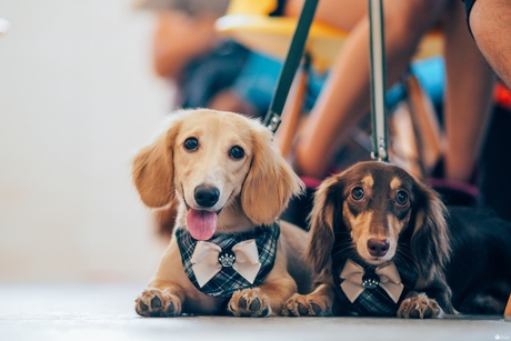 像腊肠一样的狗,英国人喜欢腊肠犬吗