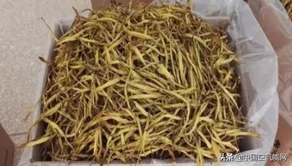 黄花菜采摘后怎么处理烘干,下雨天黄花菜蒸熟了怎样烘干