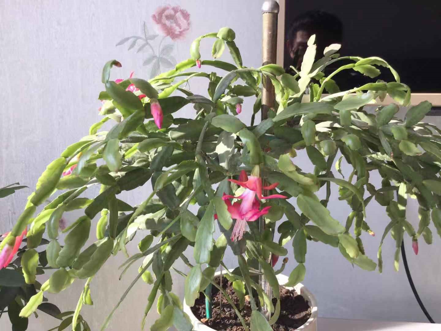 过年了,邻居送我一盆蟹爪兰,真美