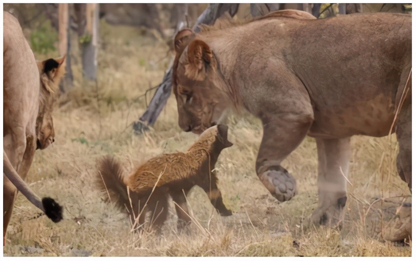 非洲大地最狂动物，动物园里连狮子毒蛇都有，偏偏没有它平头哥