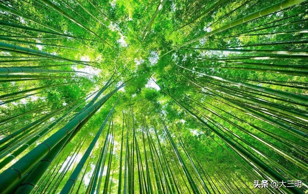 中国绿都最氧三明春回大地,大武夷旅游绿都三明