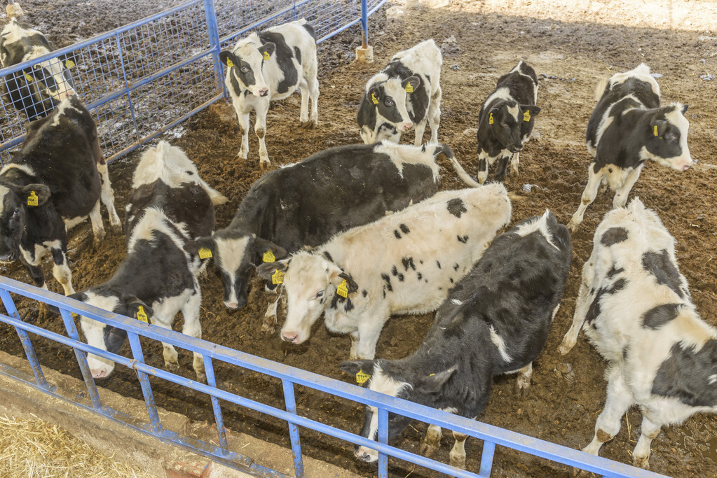 奶牛口蹄疫怎么治,养牛疾病大全