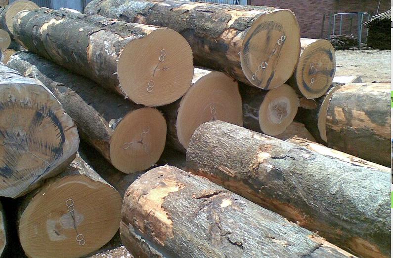 常见木材的种类简介及图片,常见木材的种类档次