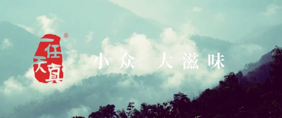 一任天真盈香易泡：冷泡，闷泡，淋泡轮番上阵怎么泡都好喝