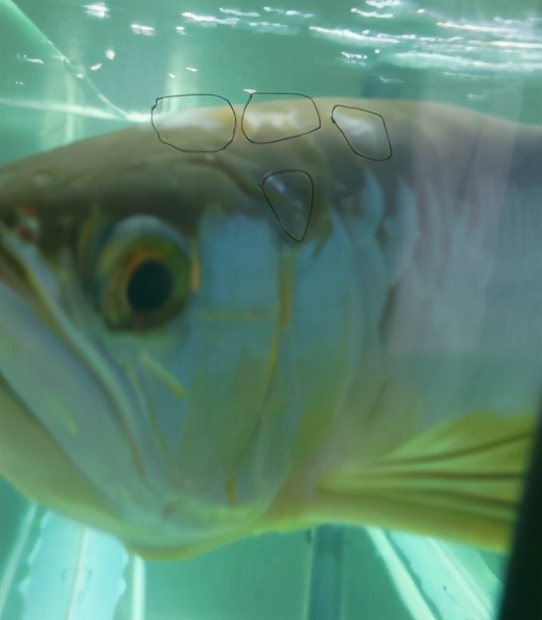 小龙鱼疾病,龙鱼突发疾病