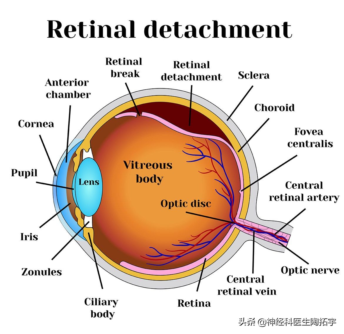 眼球人体解剖学讲解,眼睛解剖讲解
