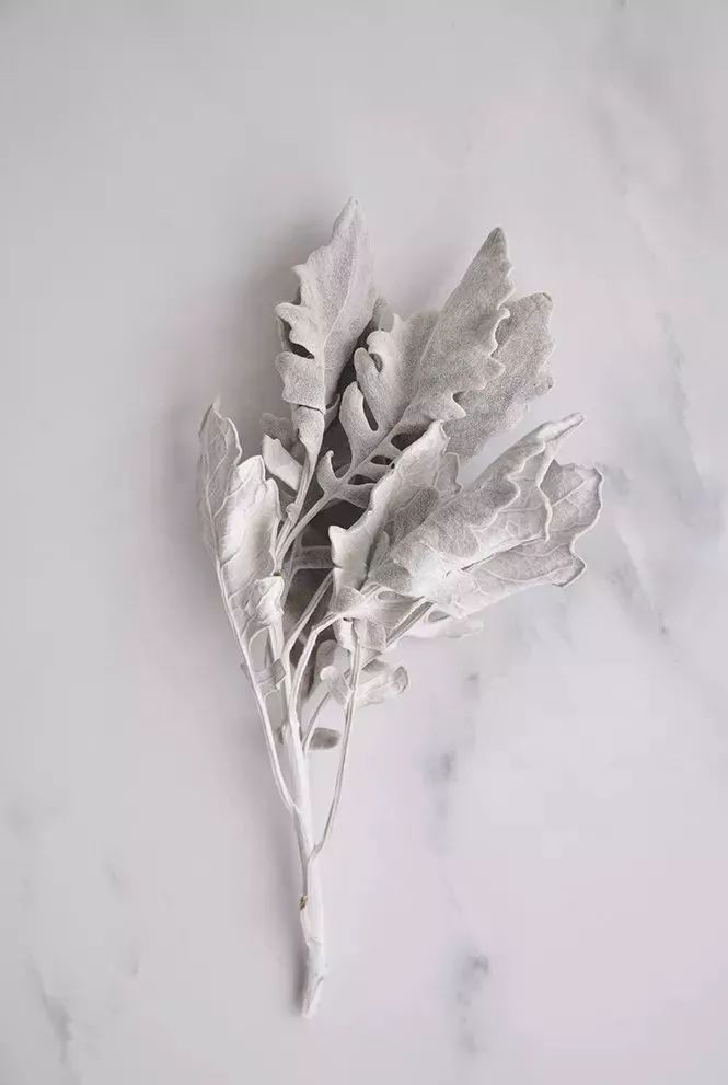 鲜花和干花的不同美感,有哪些花可以制作干花