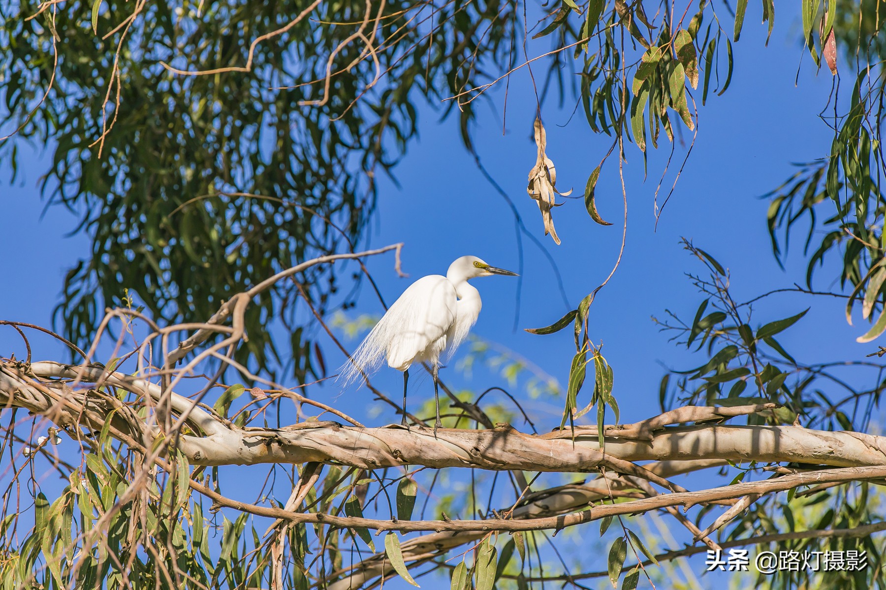 五月大理攻略,五月大理旅行