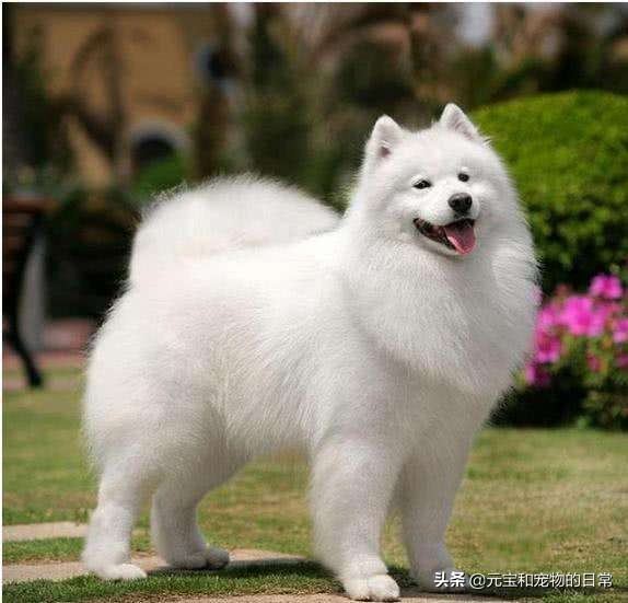 你家萨摩耶微笑吗,萨摩耶犬如何判断纯不纯