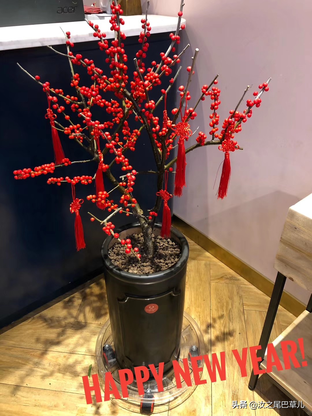 过年最受欢迎的花,北美冬青和金玉珠的区别