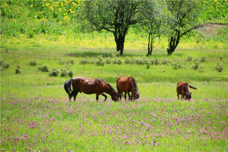 普达措碧塔海公园,普达措公园碧塔海风景区