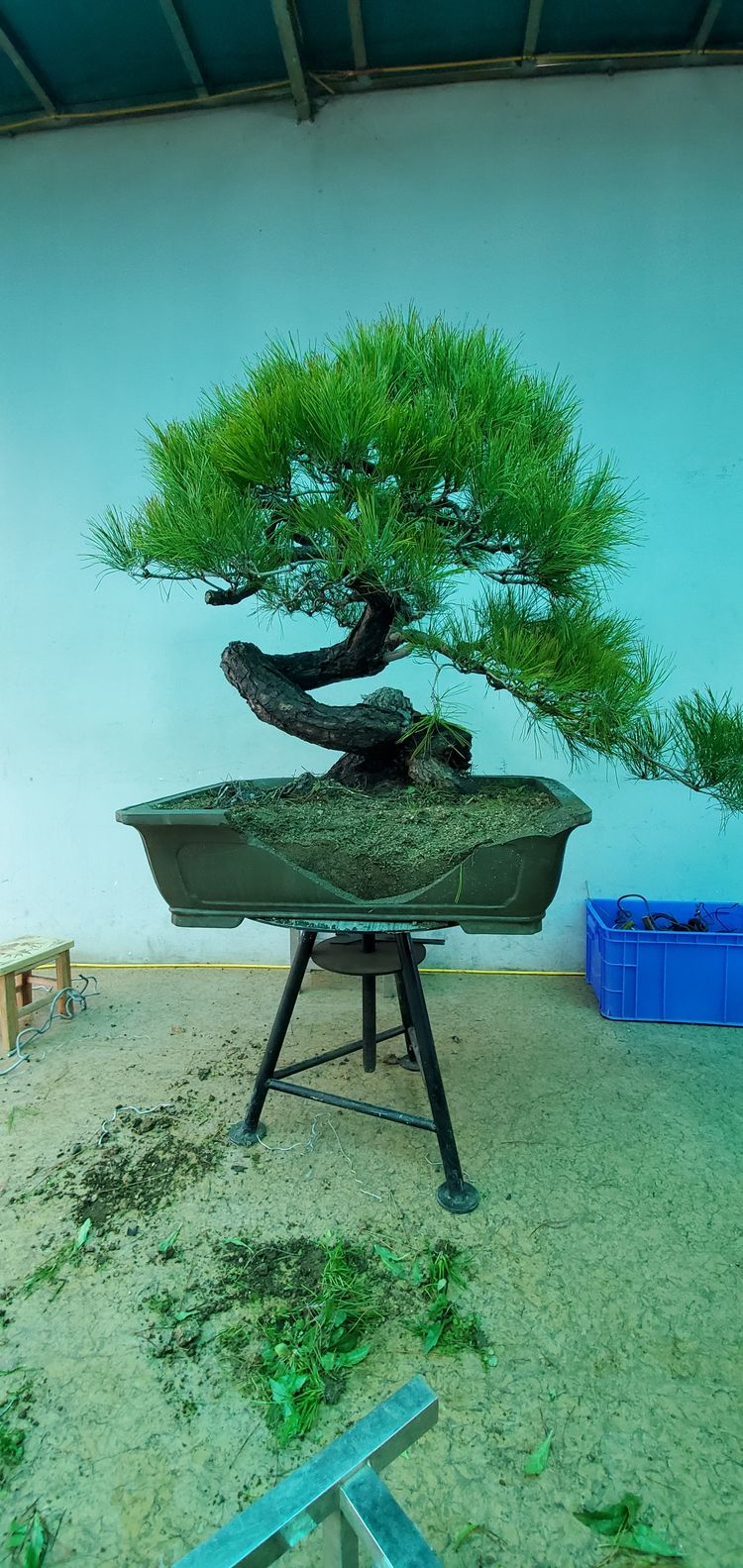 金奖精品黑松盆景 (日本国风展黑松盆景高清图)