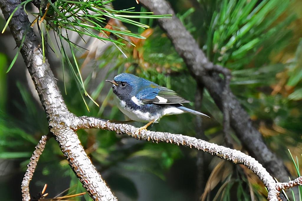 终身一夫一妻动物有哪些,终生一夫一妻的动物