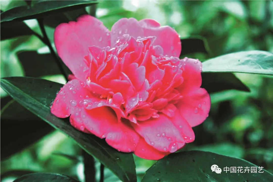 新品种选种的必经之路,加紧培育新品种有哪些