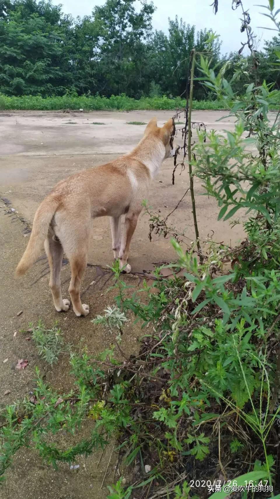 一个广西猎犬玩家的心声：我心目中的好狗，是这样子的