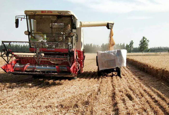 玉米降价种地不挣钱怎么办,粮价上涨能涨1.4元吗