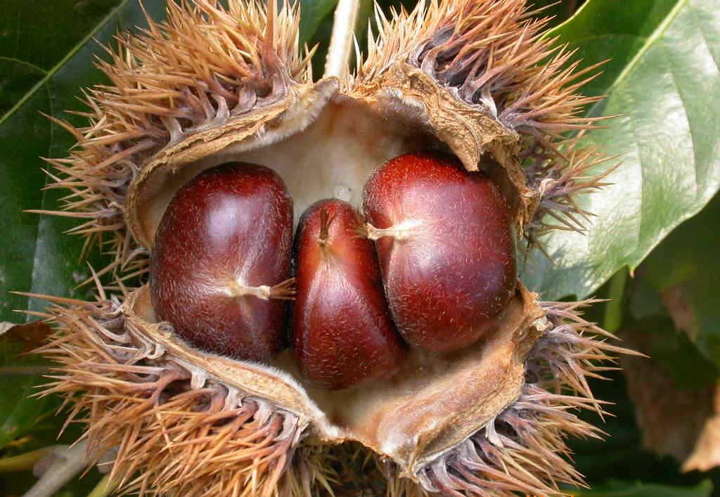 板栗怎么炒好吃板栗去壳妙招,生板栗快速去壳