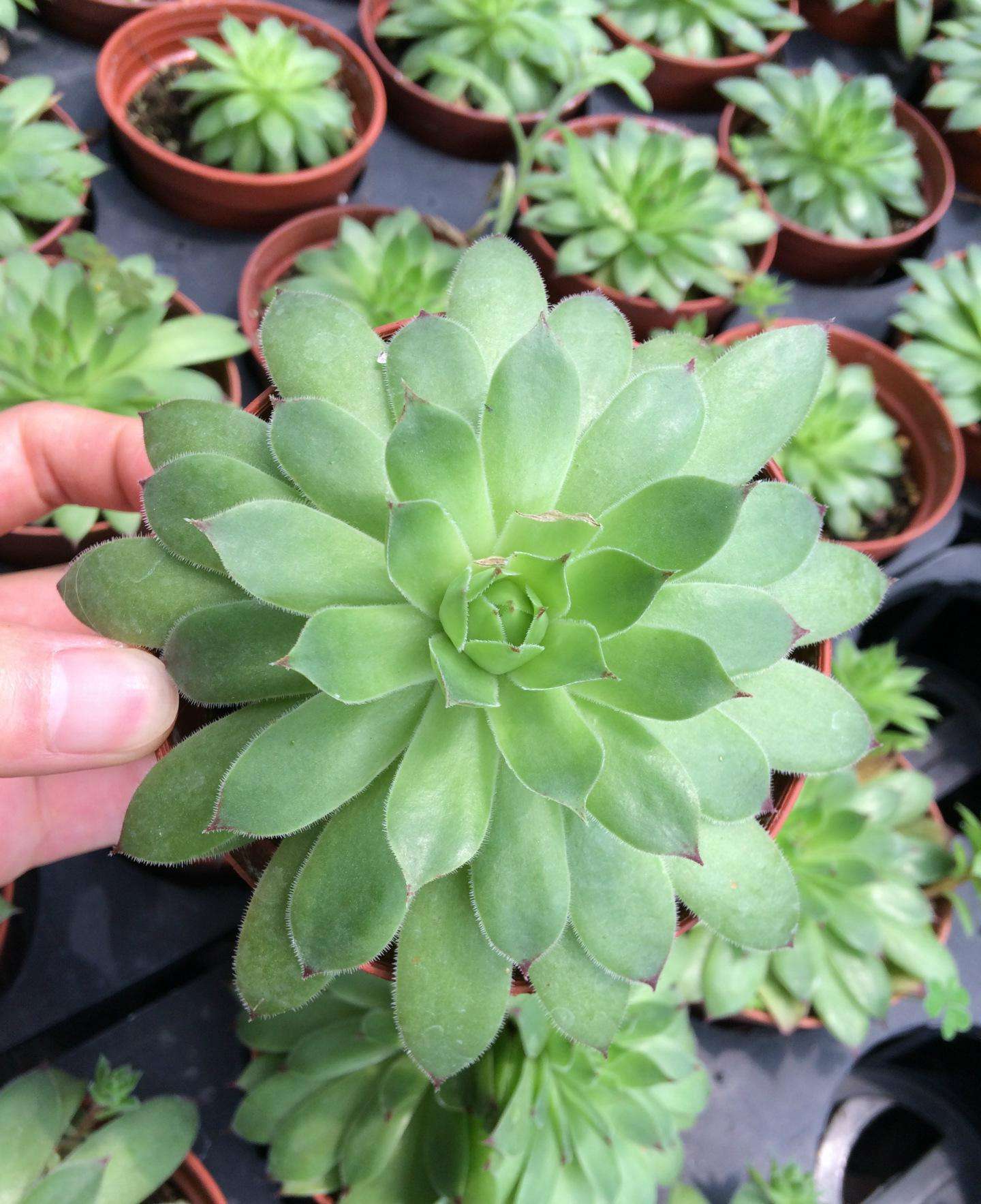 养观音莲用多大的盆,养观音莲能用颗粒土吗