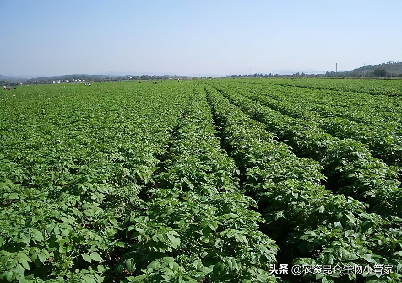 土豆腐烂病最佳治疗方法,土豆烂根怎么治最快