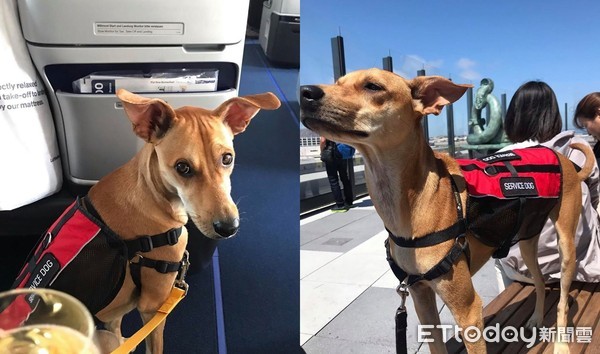 只想养一只比熊,只想养比熊犬