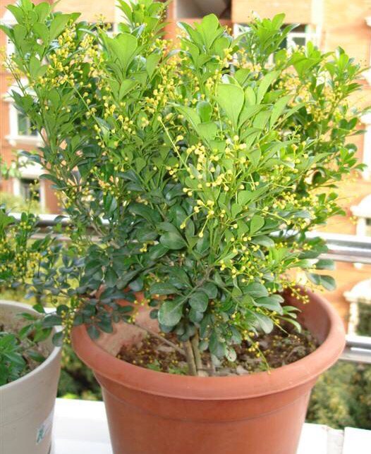 米兰用多大的花盆最好养,养米兰用什么花盆比较好