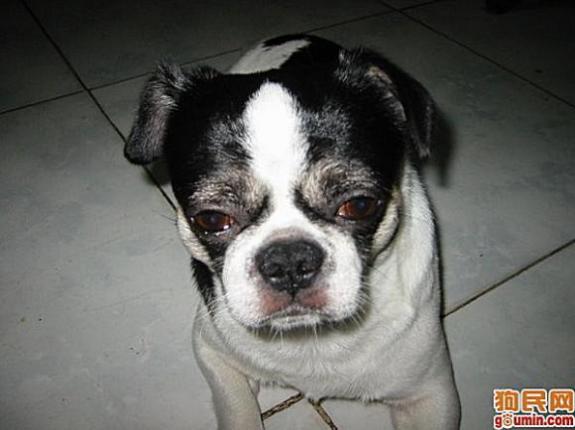 鐙楃嫍澶у叏鍙埍,鍙埍鐨勫皬鐙楃嫍閫佺粰鐖辩嫍浜哄＋