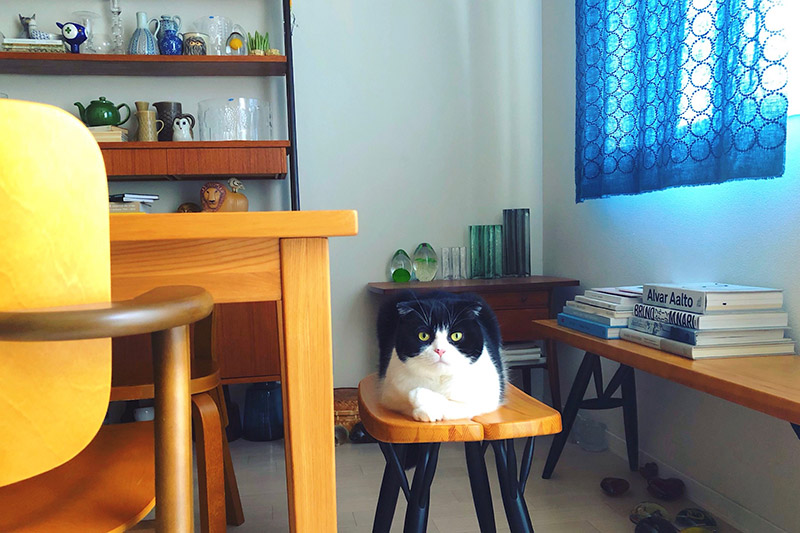 渡边有希美｜「日々猫々」与猫一起生活的日子