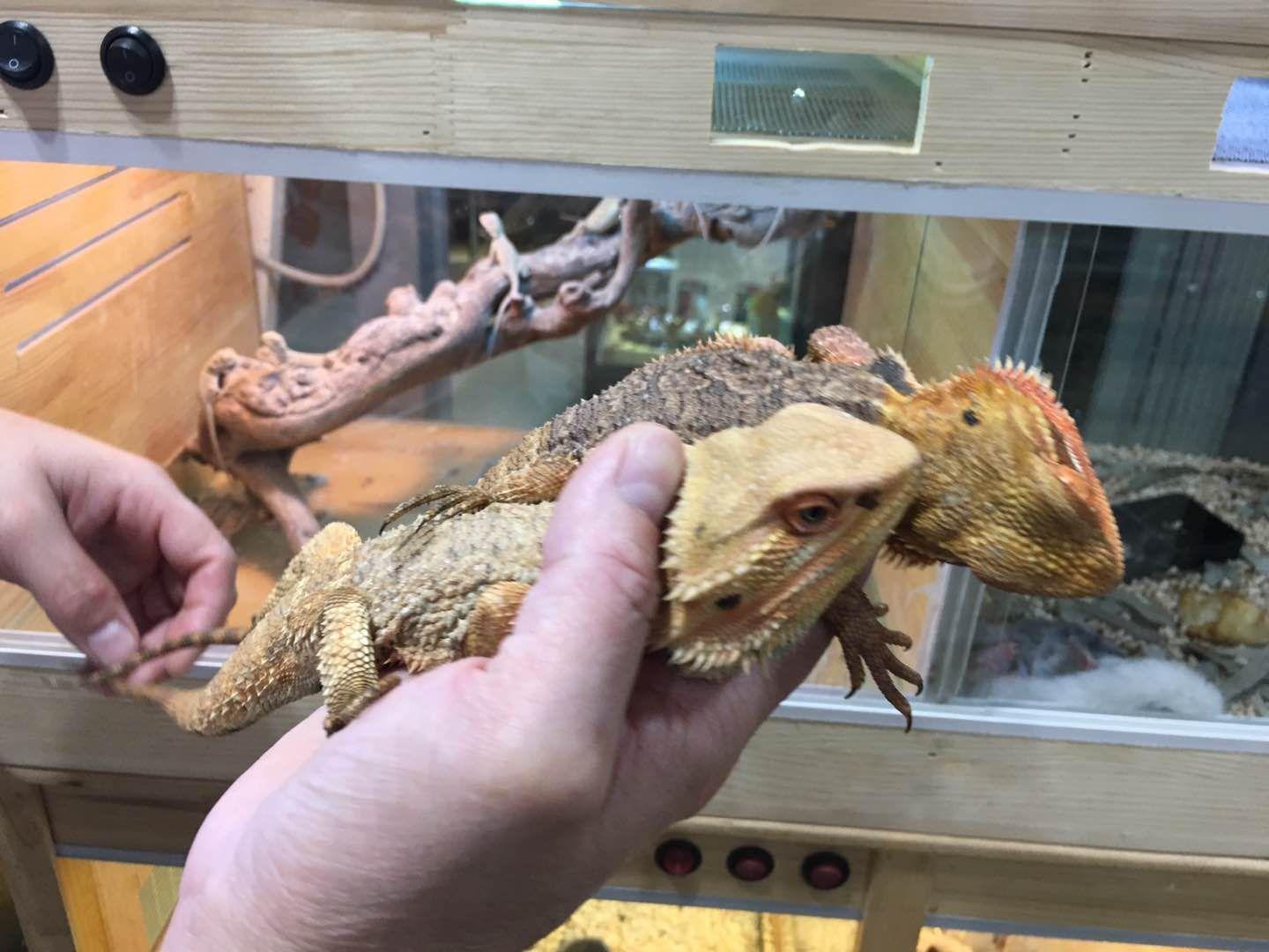 巨蜥判七年,孟加拉巨蜥判刑