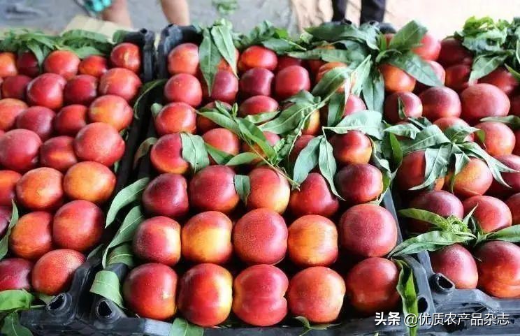 这颗桃不一般！看麻兰油桃如何“桃”人欢心
