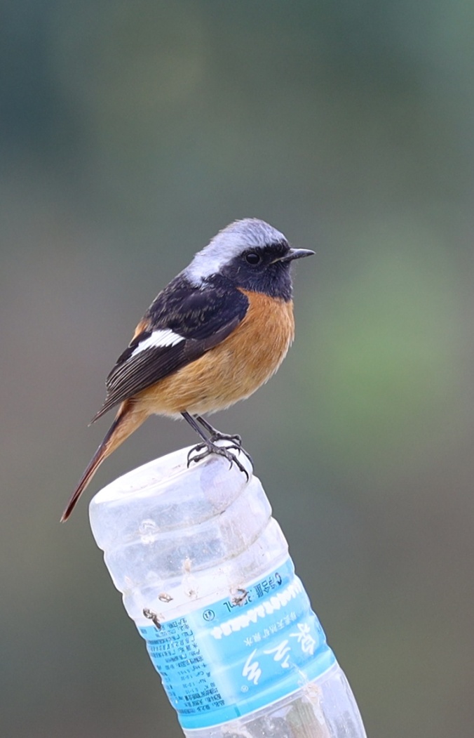 微单eosr6二代,微单尼康索尼对比