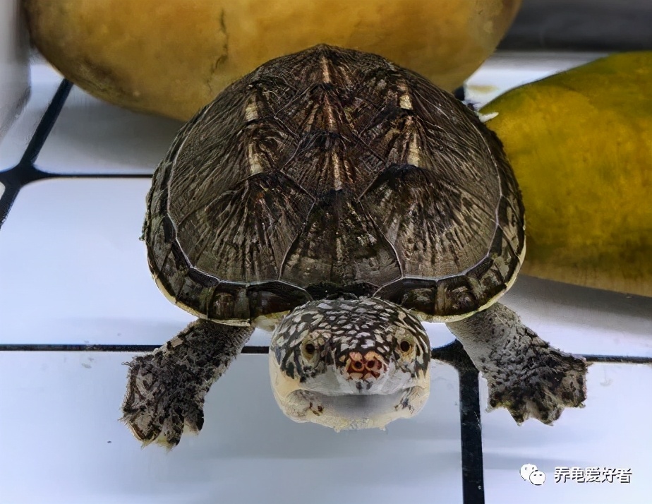 网上买龟店铺推荐,买龟在哪个网站买最靠谱实惠