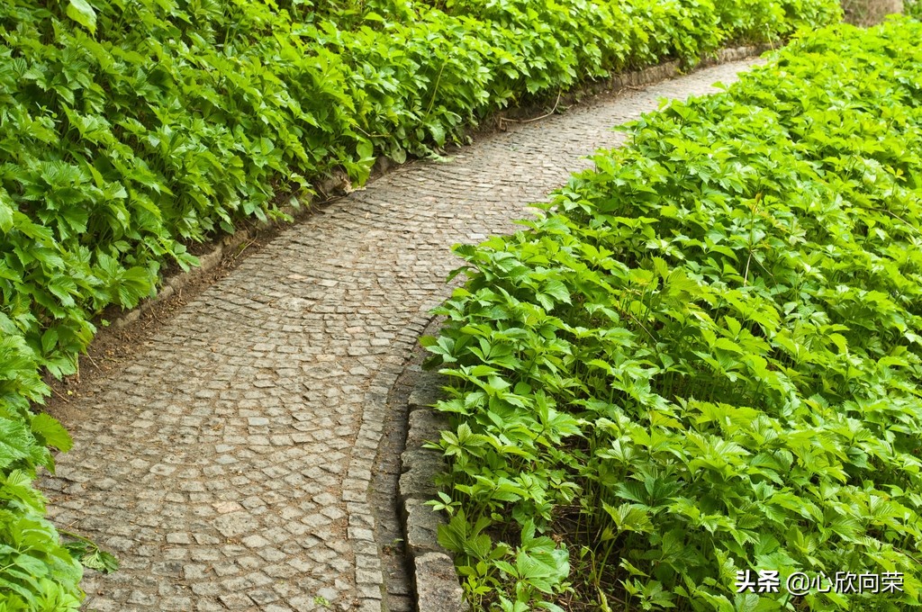 镇肝熄风汤天麻钩藤饮鉴别,镇肝熄风汤与天麻钩藤饮