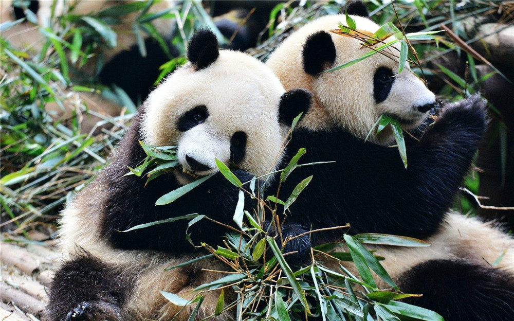 成年的大熊猫可以吃掉多少鲜竹,大熊猫花花吃到嫩竹