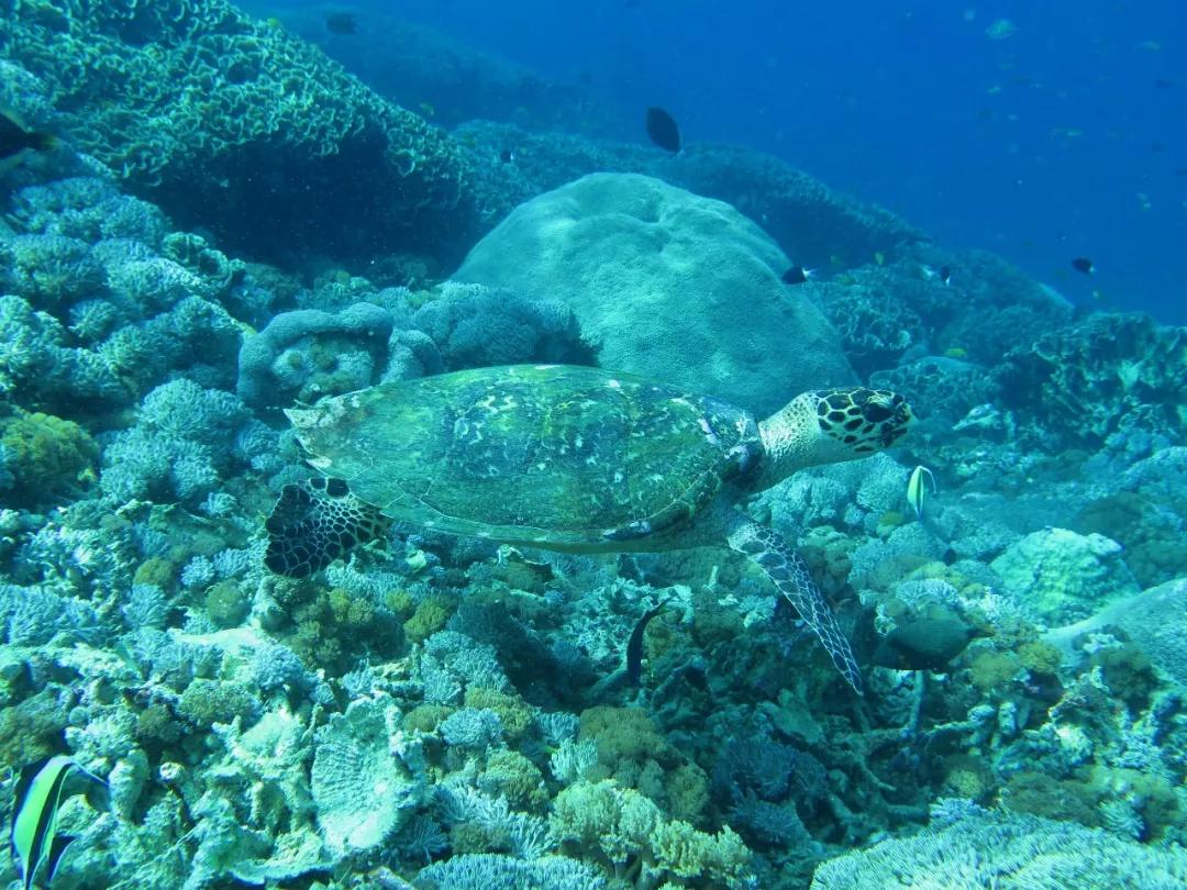 巴厘岛六天五晚游,巴厘岛五天四夜自由行攻略