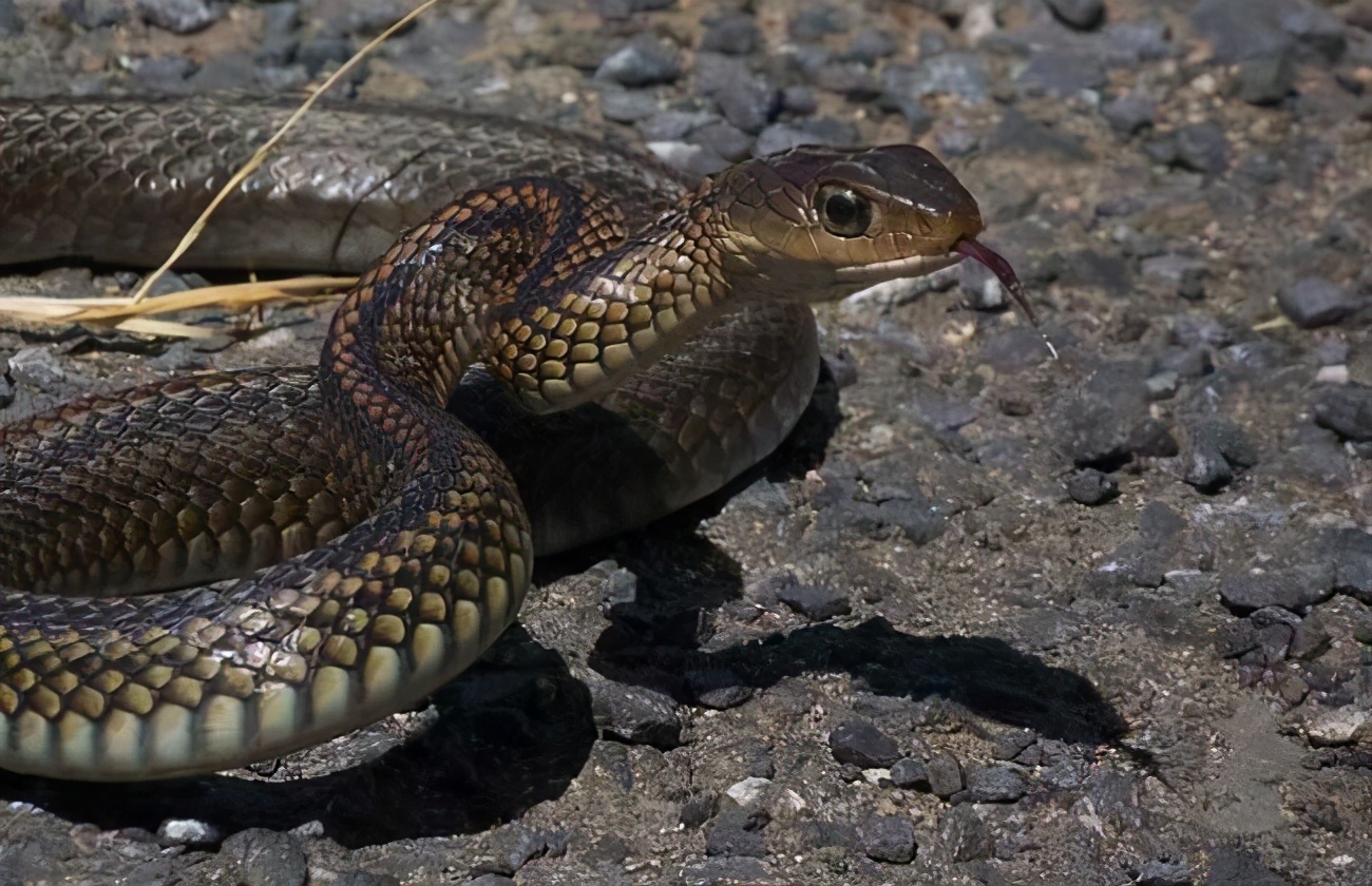 捕蛇奇人,河南奇人李群抓蛇