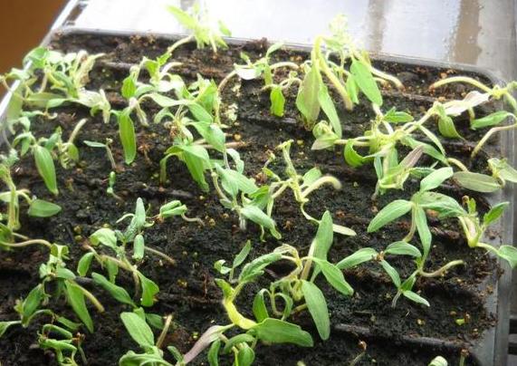 种花如何防烂根,烂根花草的养殖方法