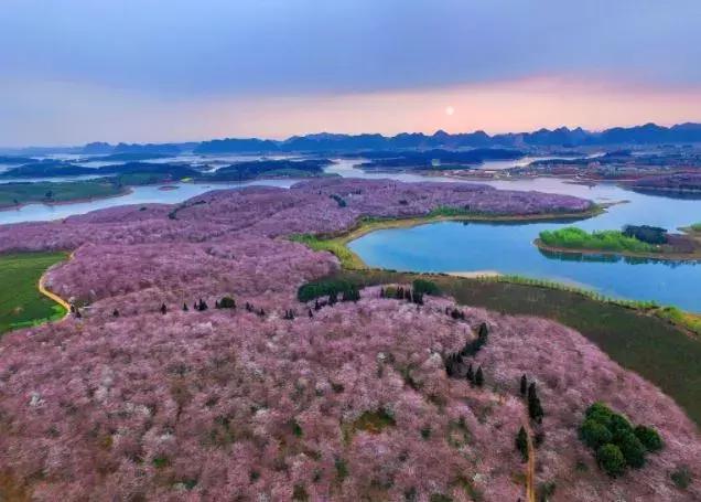 去日本观赏樱花最佳去哪个岛,去日本观赏樱花可能去什么岛