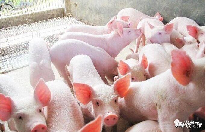 仔猪红痢是什么病,仔猪红痢临床最明显的症状是