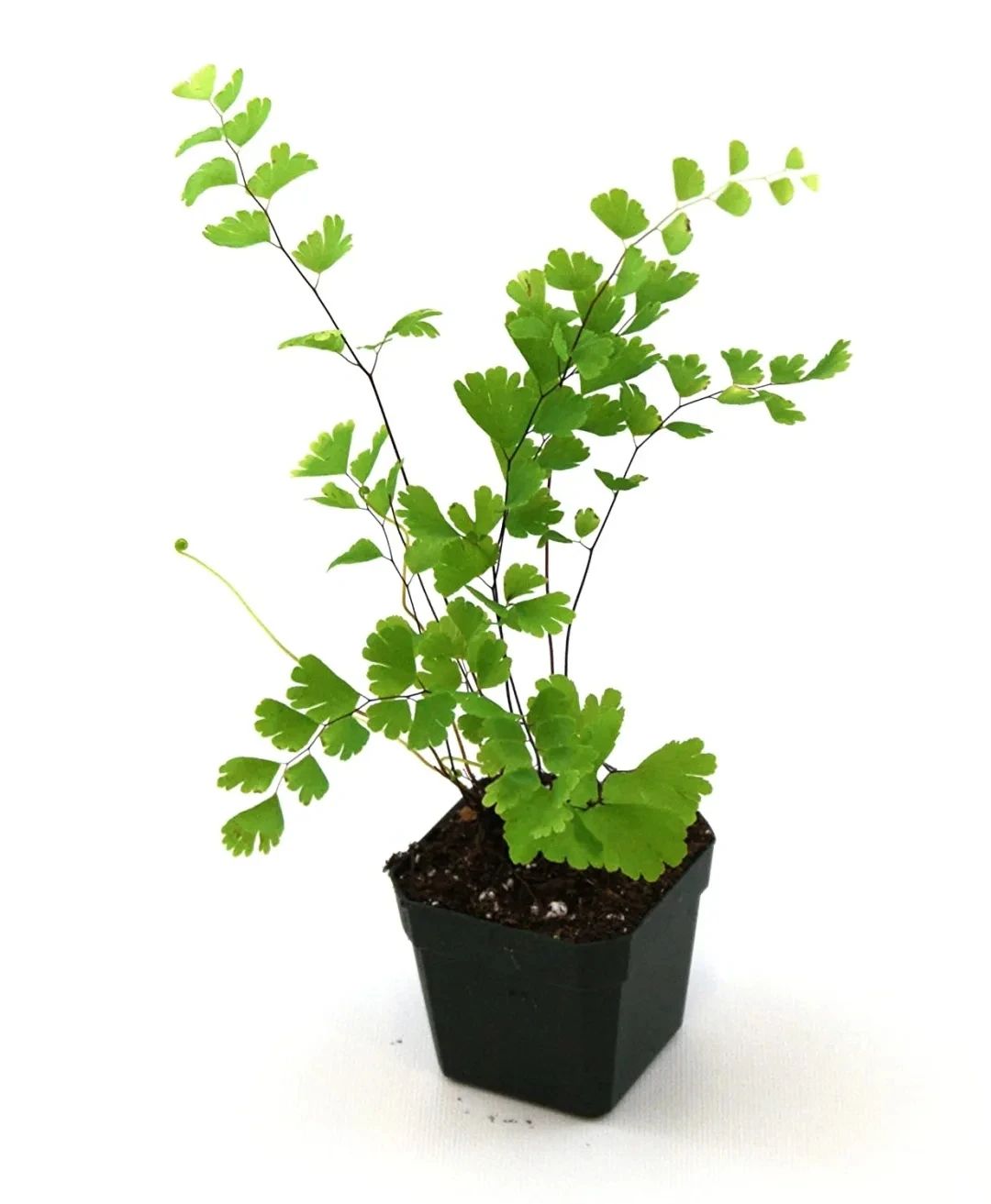 铁线蕨类植物如何繁殖,铁线蕨的养护方法及注意事项