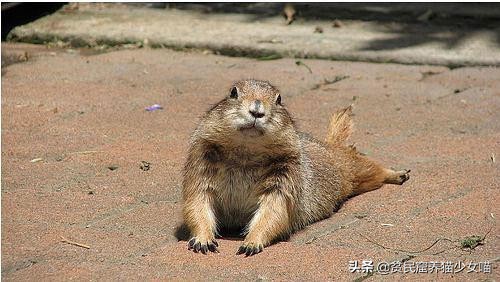 养一只土拨鼠需要什么,呆萌可爱的土拨鼠可以在家养