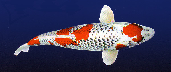 锦鲤多长时间喂一次锦鲤喂食方法,锦鲤怎么喂才知道饱了