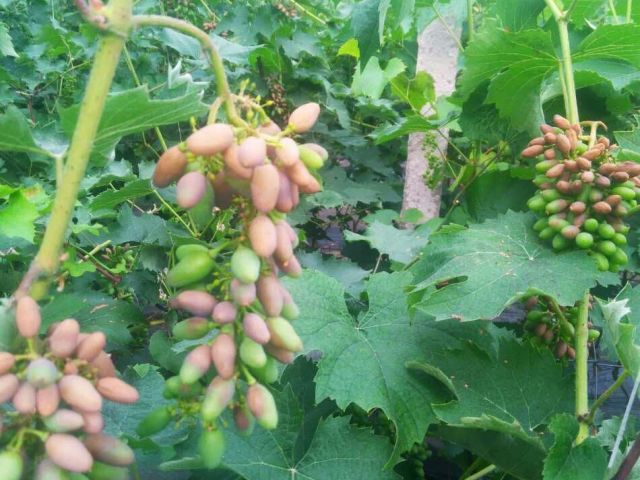 葡萄黑腐和白腐病区别,葡萄白腐病最佳防治